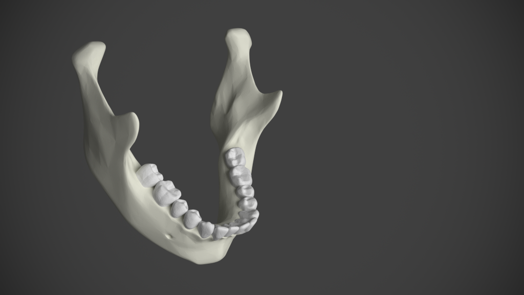 Mandible and Teeth